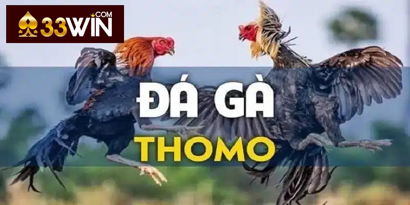 Đá gà Thomo